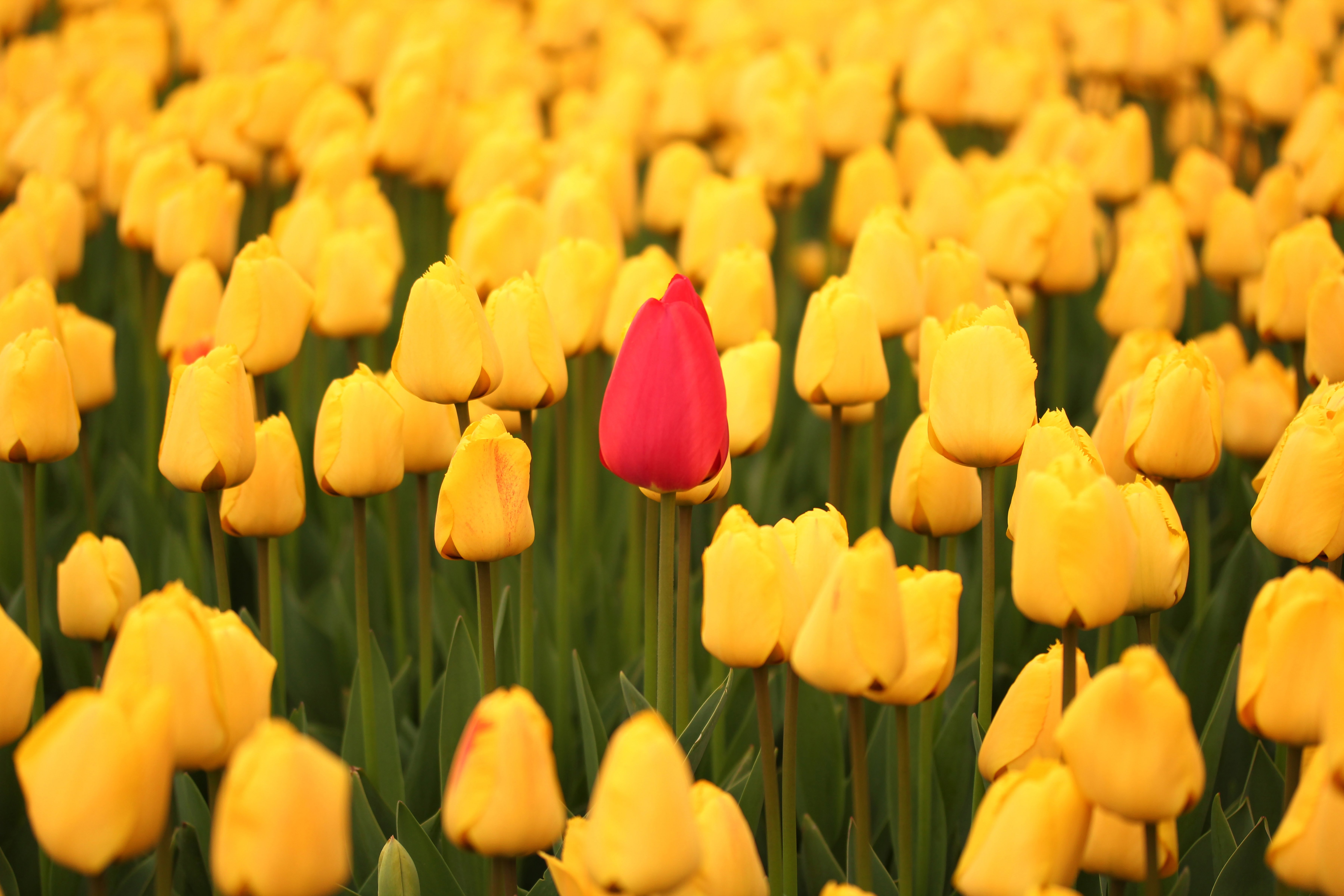 on red tulip among yellow tulips - differentiation